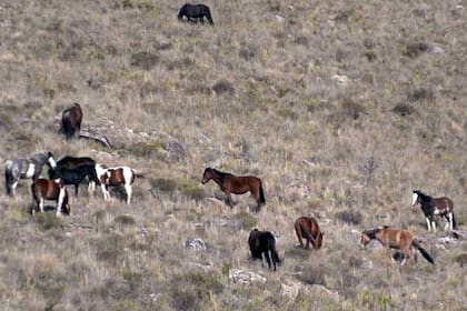 La manada de caballos que habita en el Parque Tornquist de Sierra de la Ventana