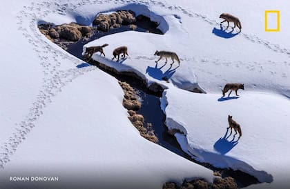 La manada de lobos de Mollie