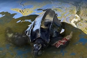Qué se sabe de la muerte de la tortuga marina en Villa Gesell y por qué la especie está en riesgo