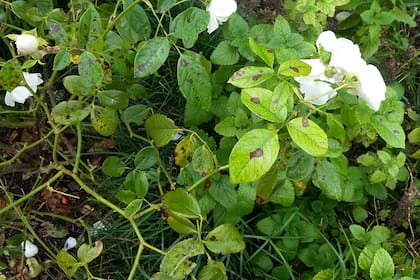 La mancha negra del rosal afecta la salud general de los rosales y provoca defoliación, menor calidad y cantidad de flores y mayor susceptibilidad a plagas
