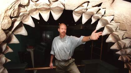 La mandíbula de un megalodón podía abrirse hasta 1,5 m. Un automóvil pequeño habría cabido en su interior.