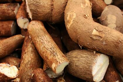 La mandioca es rica en vitaminas y variedad de nutrientes