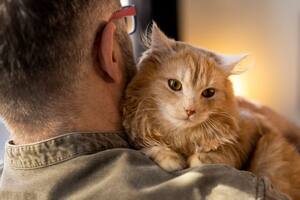 La manera en que los felinos ven a sus dueños