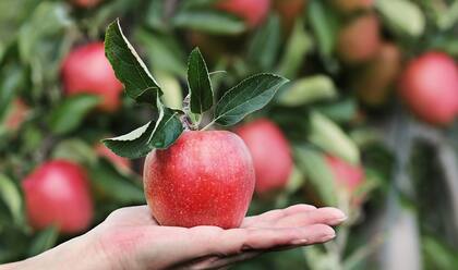 La manzana es compatible con dietas para tratar o prevenir la hipertensión (Foto de carácter ilustrativo: Pixabay)