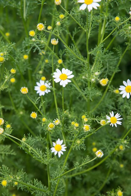 La manzanilla ayuda a aliviar los problemas digestivos