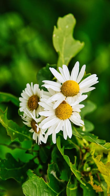 La manzanilla ideal para aliviar la ansiedad, el estrés y problemas de sueño