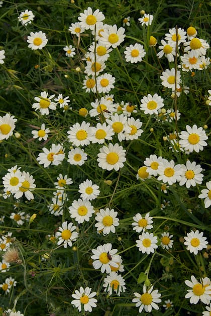 La manzanilla posee propiedades antiinflamatorias