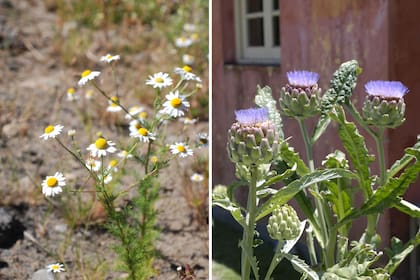 La manzanilla, que es digestiva, muchas veces se confunde con la Matricaria Chamomilla. Las hojas del alcaucil se consumen para aliviar problemas hepáticos