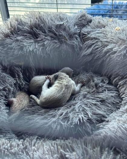 La mapache tuvo tres crías.