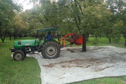 El shaker –vibrador de plantas– que utilizan en Los Pecanes durante la cosecha.