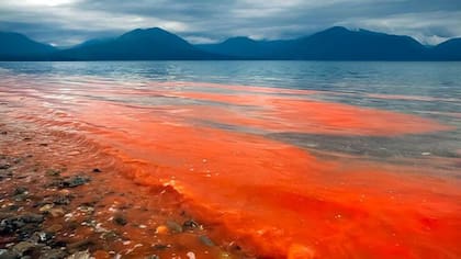 La marea roja puede ser peligrosa para la salud.