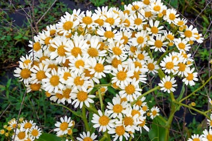 La margarita es una planta accesible y que requiere poco cuidado