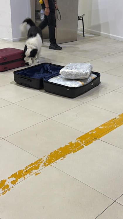 La marihuana estaba dentro de la valija con la que viajó el sospechoso