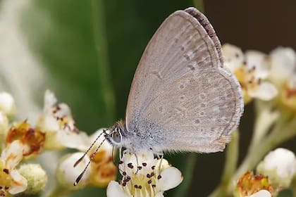 La mariposa azul de El Segundo estaba en peligro de extinción en la zona