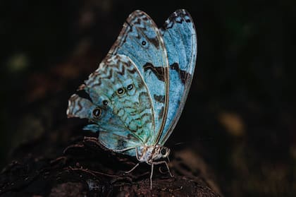 La mariposa Bandera Argentina está asociado por su colorido con el pabellón nacional
