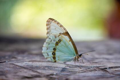 La mariposa bandera argentina (Morpho epistrophus argentinus) es una especie nativa amenazada que habita en el Delta y otras ecorregiones del país
