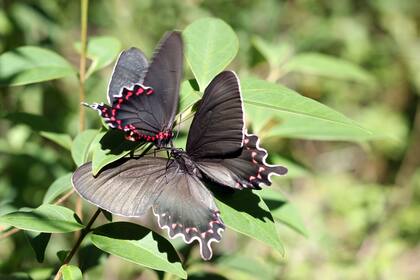 La mariposa viuda del monte deposita sus huevos en las aristolochias y allí es donde sus orugas se alimentan para crecer y desarrollarse hasta convertirse en mariposas adultas