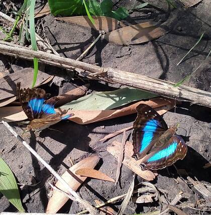La mariposa Zafiro del Talar vive exclusivamente donde se encuentran los árboles de Tala (una planta nativa de la zona).