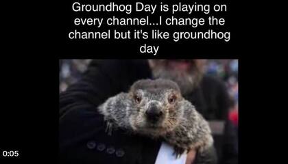 La marmota Phil, la más famosa del mundo