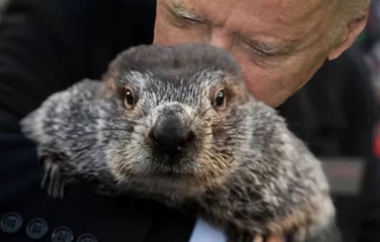 La marmota Punxsutawney Phil pronosticó seis semanas más de invierno para el 2026 (Archivo)