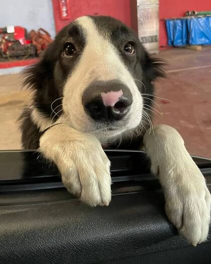 La mascota de los bomberos de Quilmes
