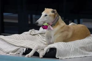 La mascota debió irse del reality por cuestiones que requieren atención veterinaria especializada