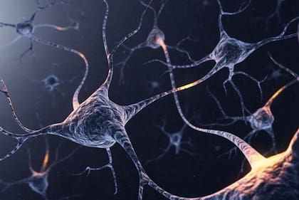 La materia blanca conecta las neuronas dentro de la materia gris entre sí.