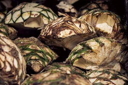 La materia prima para lograr la excelencia son los corazones maduros del Agave con una edad mínima de 5 años, que se cortan de manera manual. (Nobleza33)