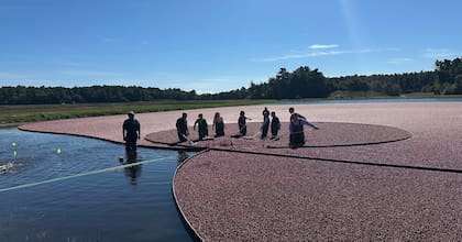 La mayor parte de la cosecha se realiza mediante el método en mojado, en el que los arándanos son desplazados por cintas transportadoras y flotan hasta la superficie