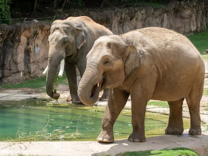 La mayor parte de la población de los elefantes asiáticos se encuentra en la India (Instagram/@smithsonianzoo)