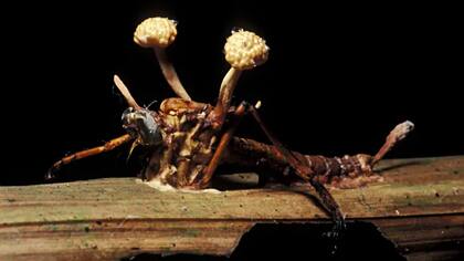 "La mayor parte de los insectos tienen algún parásito en específico que los puede volver zombis", dice Cota Hiriart