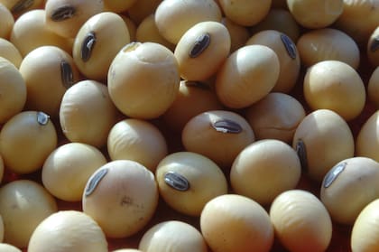 La realidad de la soja es quizás la que todavía tenga menos certezas ya que a diferencia del maíz no correlaciona tan bien el agua al comienzo de su ciclo con rendimiento