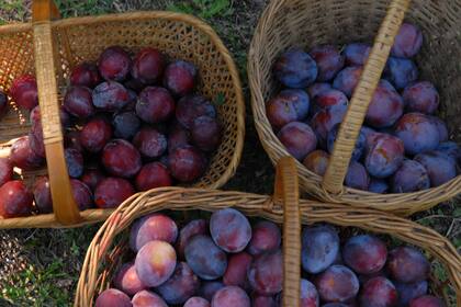 La mayoría de las ciruelas interrumpen su maduración al arrancarlas: no se endulzan más.
