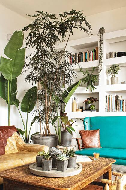 La mayoría de las especies que recomiendan para interior son especies selváticas