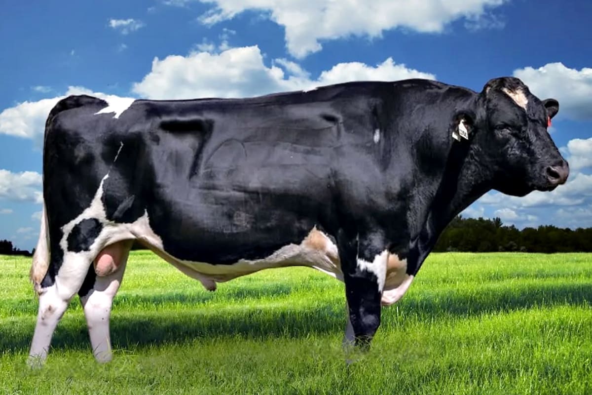 La relación con Trump: comenzó una hermética negociación para que vengan toros y vacas de Estados Unidos