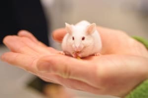 Un ratón con 100.000 neuronas humanas en su cerebro podría iluminar el enigma del Alzheimer