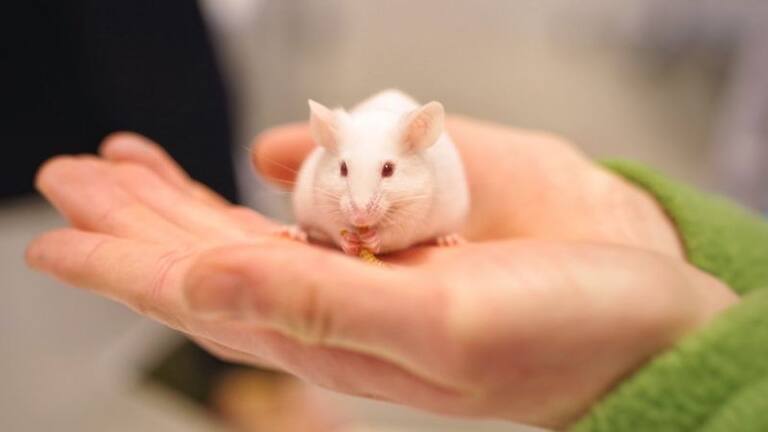 Humor und Tiere. Warum ein deutscher Wissenschaftler seine Labormäuse kitzelt Humor und Tiere. Warum ein deutscher Wissenschaftler seine Labormäuse kitzelt