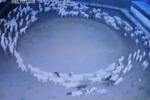 Un experto explicó la razón por la que un rebaño de ovejas caminaría en círculo sin parar