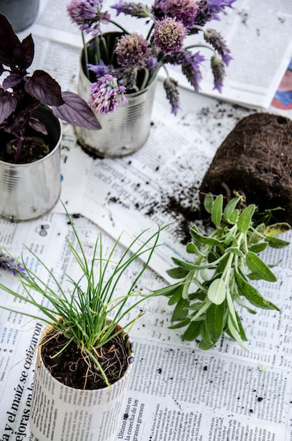 La mayoría de las plantas aromáticas se puede reproducir muy fácilmente por esquejes