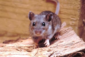 Un hombre murió por hantavirus en una localidad turística de la Patagonia y hay 10 personas aisladas