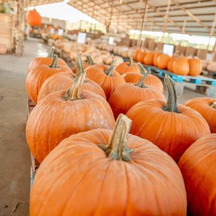 La mayoría de los huertos abre hasta el 31 de octubre o 2 de noviembre (Instagram/@mainstayfarmpark)