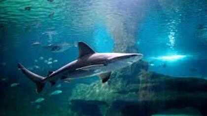 La mayoría de los machos maduros se encuentran en las aguas de Virginia durante el verano, pero rara vez se ven dentro de la bahía de Chesapeake