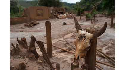 El cráneo de una vaca atado a un poste en Paracatu, Brasil