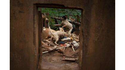 Perros juegan en los escombros de una casa destruida por el alud