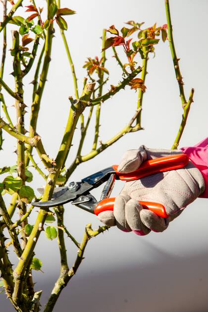 La mayoría de los rosales requieren una poda anual, ya que de esta manera mejorarán su floración y se mantendrán sanas.