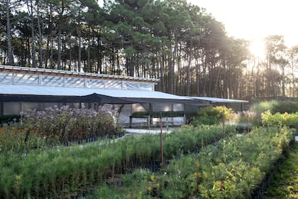 La mayoría son pinos marítimos y elliottii.