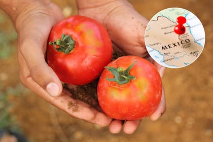 La medida afecta todas las variedades frescas: tomate redondo, Roma, cherry y heirloom, pero excluye los para procesamiento industrial