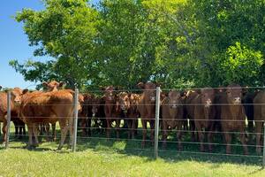 Apoyos y reparos a la obligación de hacer la identificación ganadera electrónica