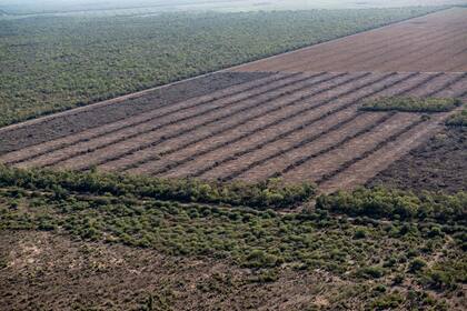 La medida que impondrá la Unión Europea implicará una veda para todos los productos originados en zonas deforestadas después del 31 de diciembre de 2020