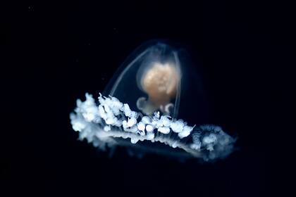 La medusa adulta va cambiando la estructura de sus tejidos